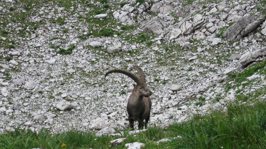 Transalpine - La traversée des Alpes