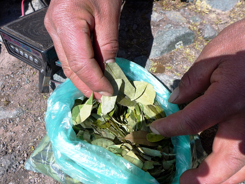 Feuilles de coca