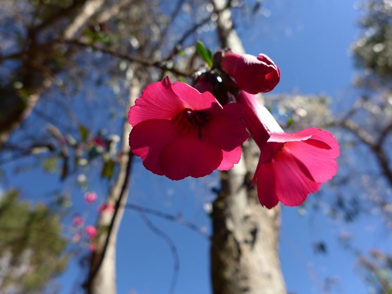 Cantuta, fleur des Incas