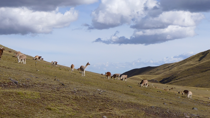 Troupeau de lamas