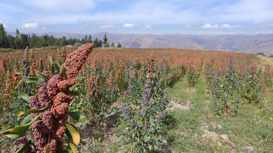 Champ de quinoa