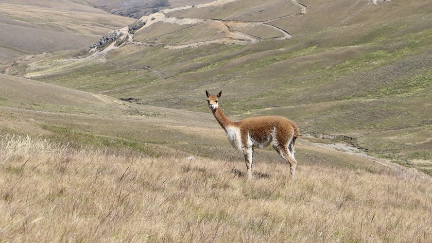 Une vigogne