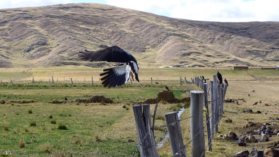 Un caracara montagnard