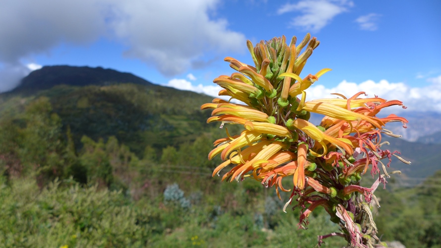 Une fleur en chemin