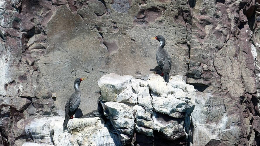 Cormoran de Gaimard