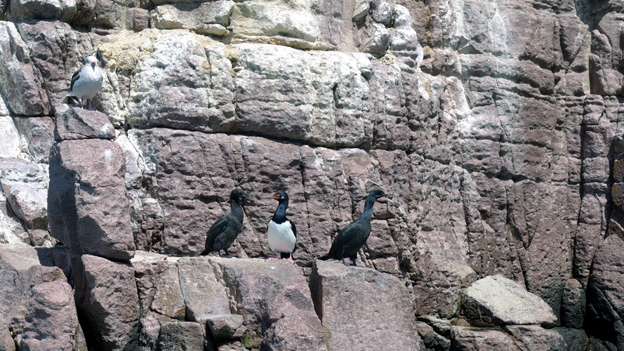 Cormoran Vigua, Cormoran de Magellan