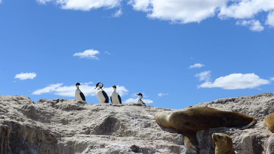 Cormoran Impérial, Lion de Mer