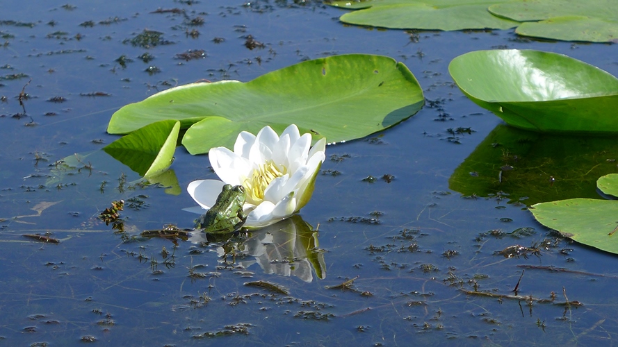 Grenouille sur un nénuphar