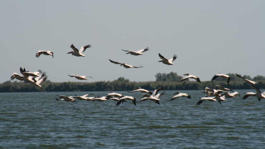 Envol de pélicans