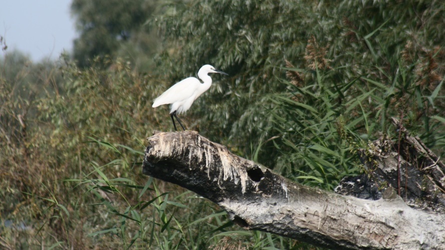 Aigrette garzette