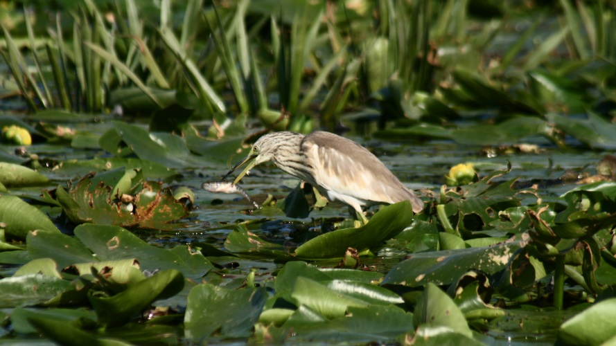 Crabier Chevelu