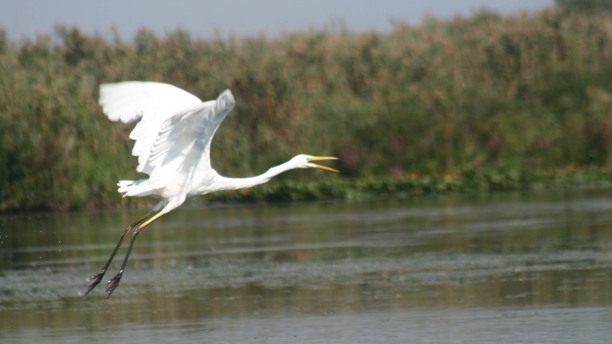 Grande aigrette