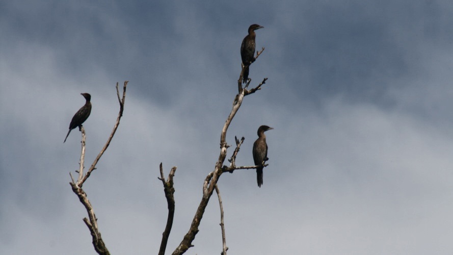 Cormorans pygmées