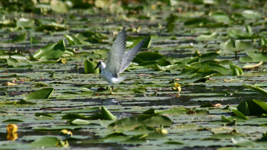 Mouette rieuse