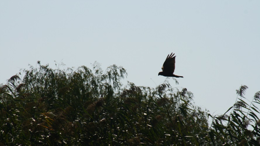 Buse Variable